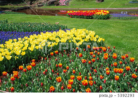 チューリップ畑 チューリップ畑 5392293