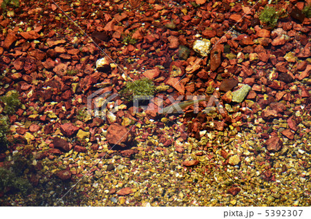 別府弁天池の小魚 5392307