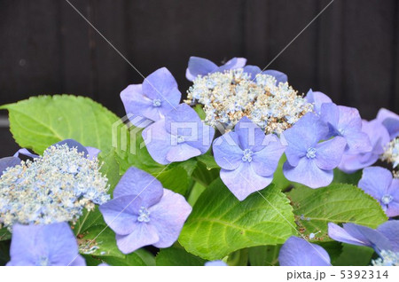 紫陽花 紫陽花 5392314
