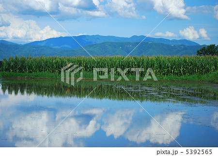 安曇野　とうもろこし畑と北アルプス 5392565