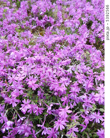 芝桜 5392566