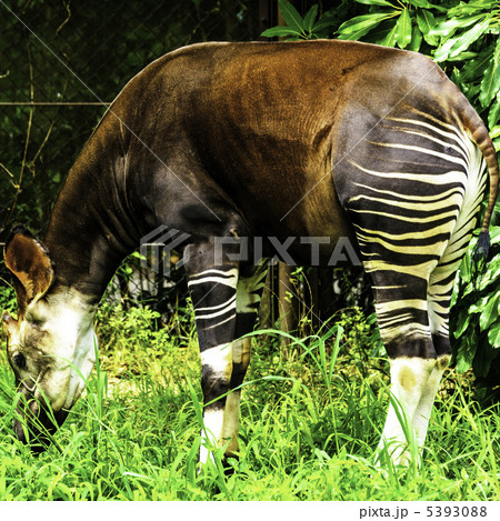 オカピ(キリン科) 5393088