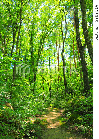 木漏れ日 木漏れ日 5393116