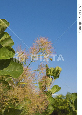 スモークツリー 5393151