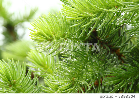 Pine branch with raindrops 5393504