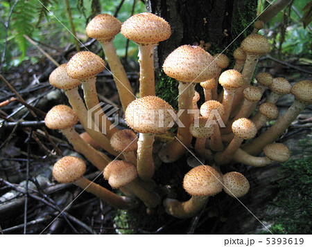 honey mushrooms growing at tree 5393619