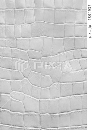 White crocodile leather texture White crocodile leather texture 5394937