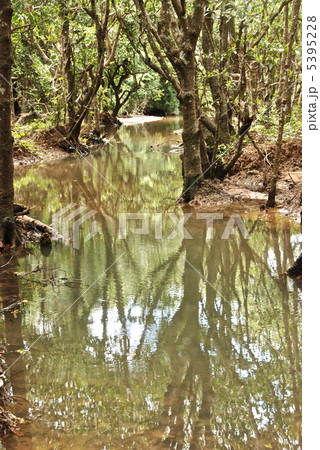 汽水域のマングローブ（吹通川／沖縄県石垣島） 5395228