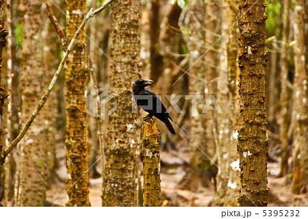 マングローブ林の中のカラス（吹通川／沖縄県石垣島） 5395232