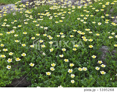 チングルマ 5395268