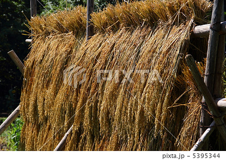 稲干し 5395344