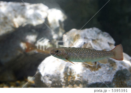 イワナ 5395391