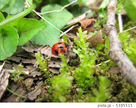 てんとう虫 5395515