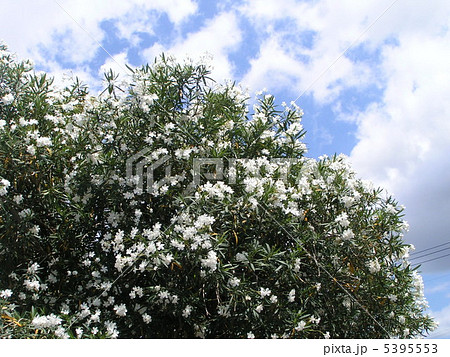６月から咲き始まる夏の花キョウチクトウの白い花の写真素材