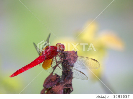 ショウジョウ蜻蛉 5395657