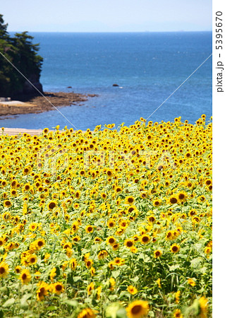 海とひまわり畑の写真素材