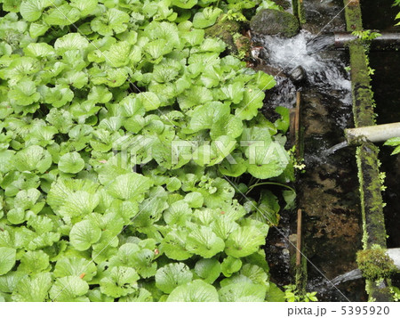 わさび畑 わさび畑 5395920