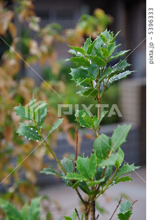雨上がり・ヒイラギ 5396333
