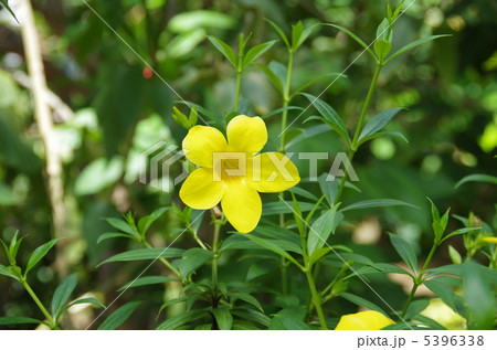 コバノアリアケカズラ 5396338