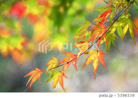 色づくカエデ 5396539