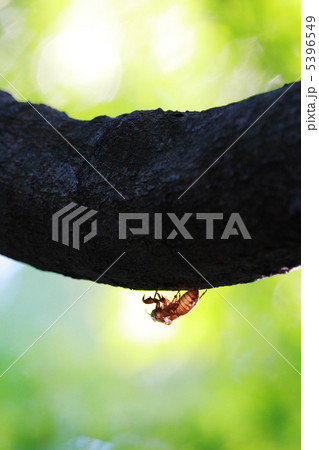 セミの抜け殻 セミの抜け殻 5396549