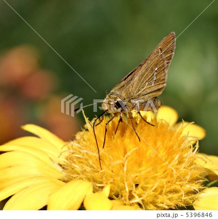 イチモンジセセリ蝶 5396846