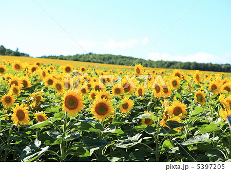 ひまわりの里 5397205