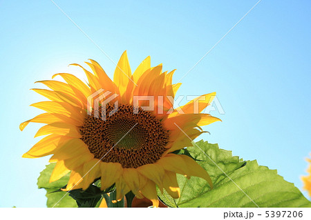 ひまわりの里 5397206