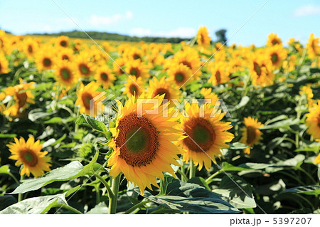 ひまわりの里 5397207