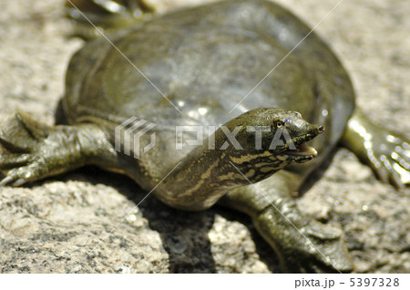 スッポン 5397328