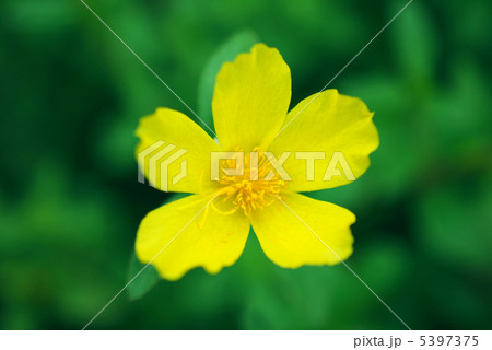 マツバボタン 5397375