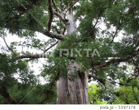 日高神社の姥杉 日高神社の姥杉 5397378
