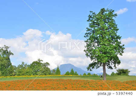 鳥取花回廊花の丘 5397440