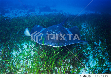 巨大マダラエイ 5397449