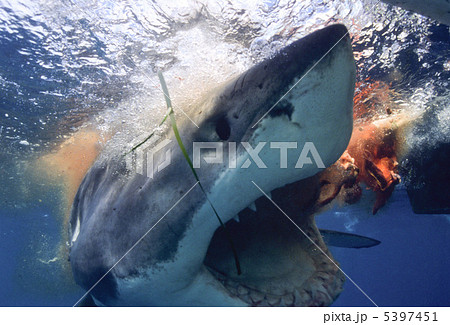 ジョーズ　ホホジロザメ 5397451
