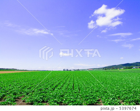 豆畑 豆畑 5397674