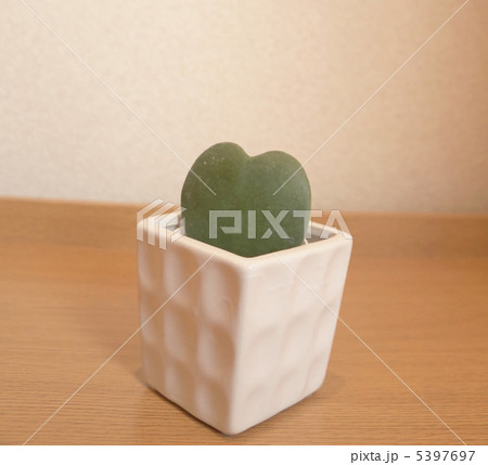 ホヤ・カーリー 5397697