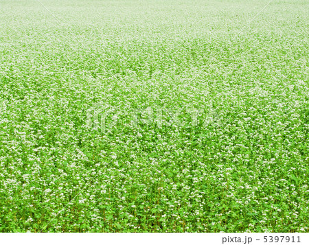 蕎麦畑 蕎麦畑 5397911