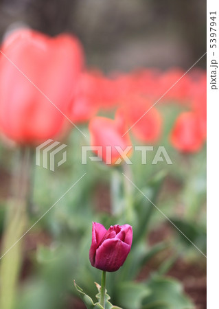 紫のチューリップ 5397941