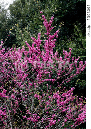 ハナズオウ 5398095