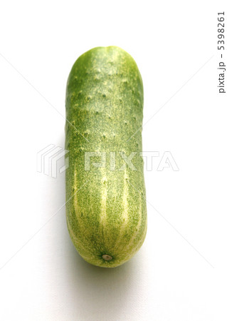 加賀太キュウリ 5398261