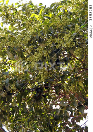 トウネズミモチの青い実 5398263