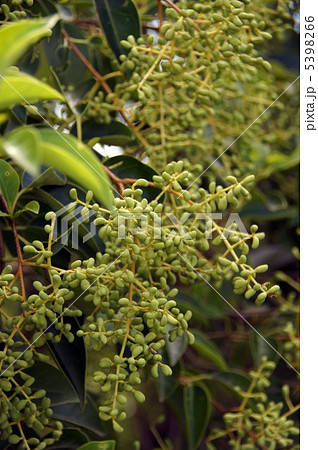 トウネズミモチの青い実 トウネズミモチの青い実 5398266