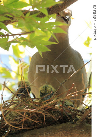 山鳩の雛・親子 5398278