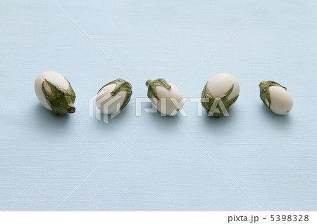 たまごナス 5398328