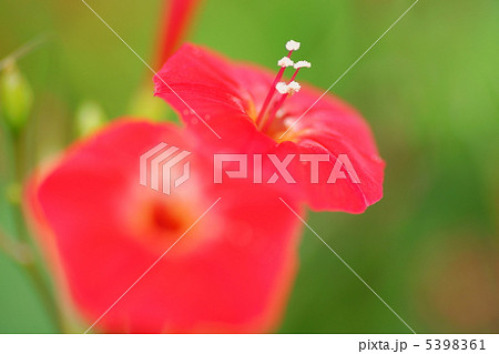 ハゴロモルコウソウ ハゴロモルコウソウ 5398361