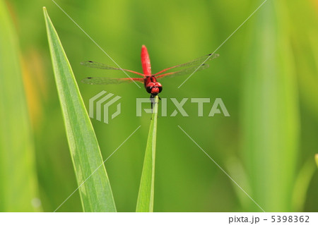 ハッチョウトンボ ハッチョウトンボ 5398362