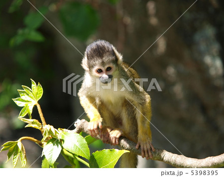 リスザル 5398395