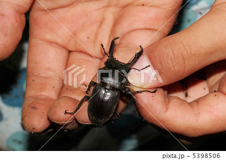 つかまえたコクワガタ 5398506