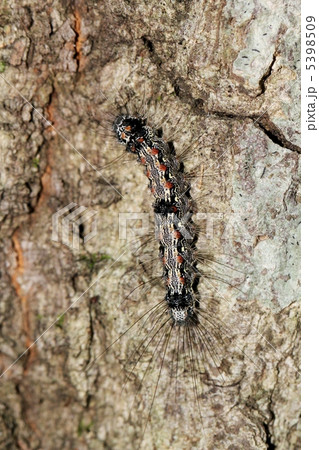 ヨツボシホソバ幼虫 ヨツボシホソバ幼虫 5398509